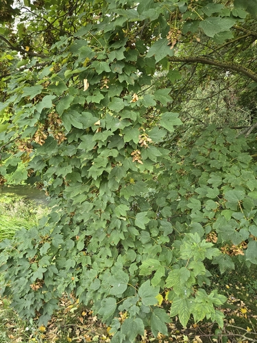 sycamore maple