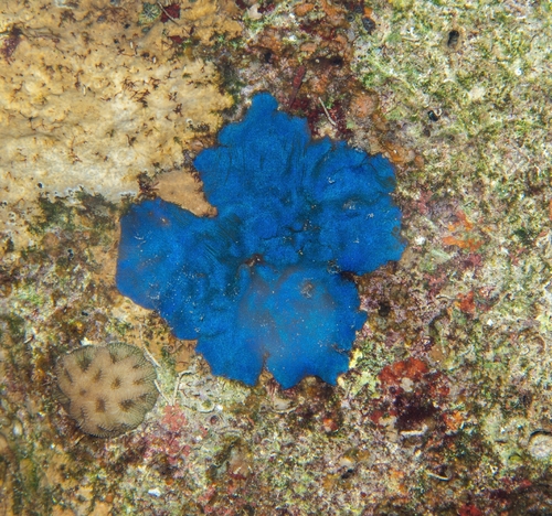 Codium arabicum observed 2026-09-20