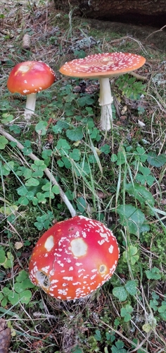 Fly Agaric
