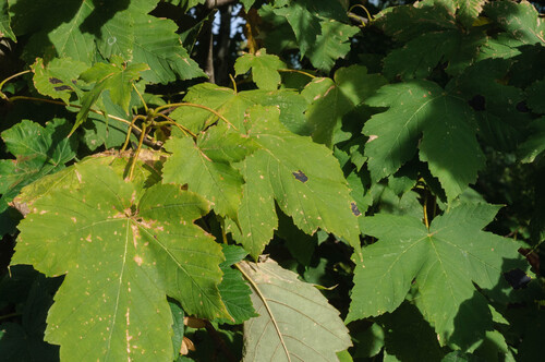 Black Tar Spot