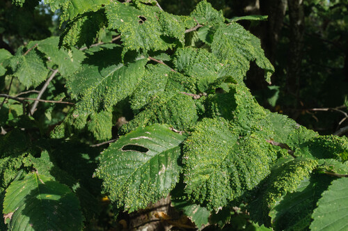 Elm Leaf Gall Mite