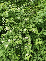 Cornus sanguinea