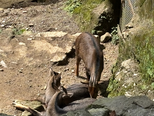Grey Himalayan Goral