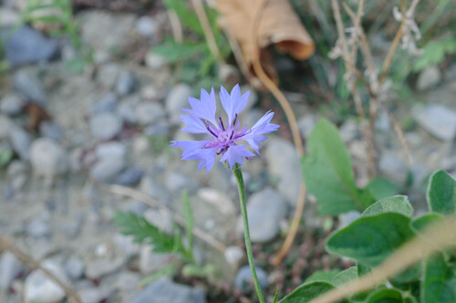 Cornflower