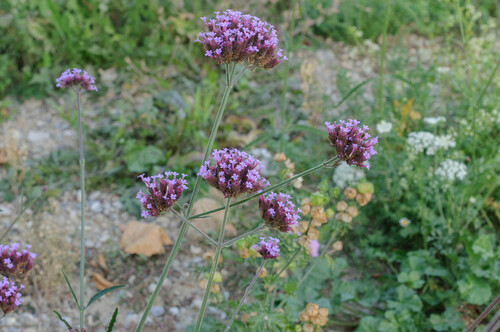 purpletop vervain