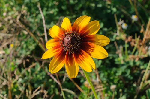 black-eyed Susan