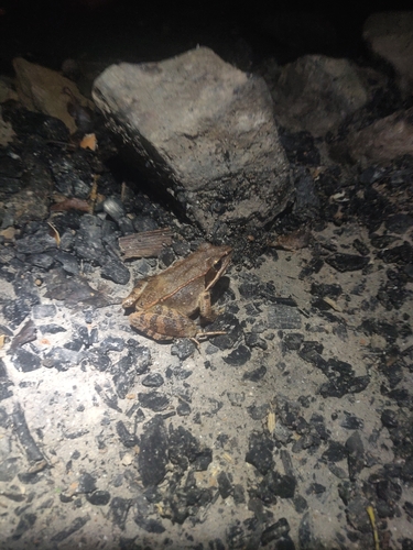 Wood Frog
