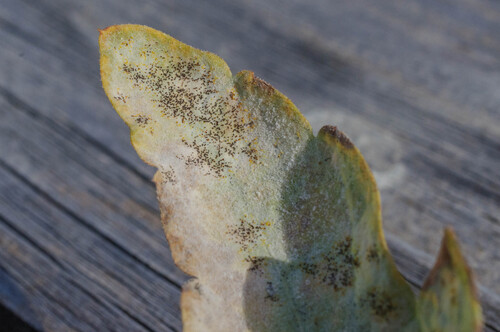 Umbellifer Powdery Mildew