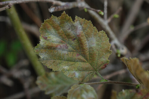 Erysiphe corylacearum