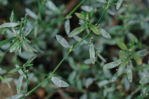 Erysiphe polygoni