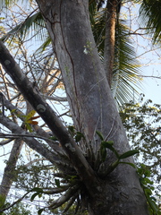 Caularthron bilamellatum