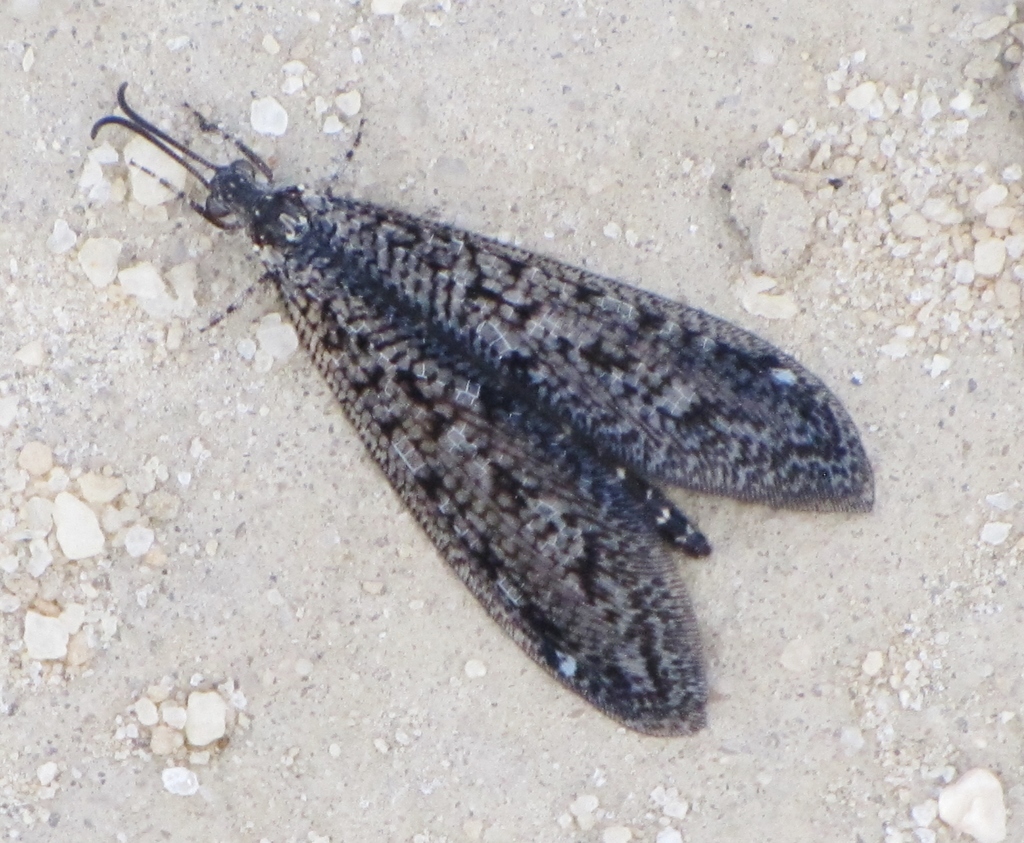 Brachynemurus nebulosus