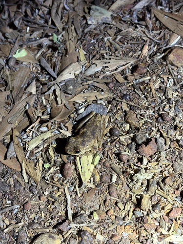 Western Laughing Tree Frog