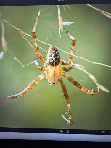 Cross Orbweaver