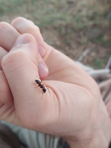 Brown-black Carpenter Ant