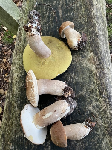 King Bolete