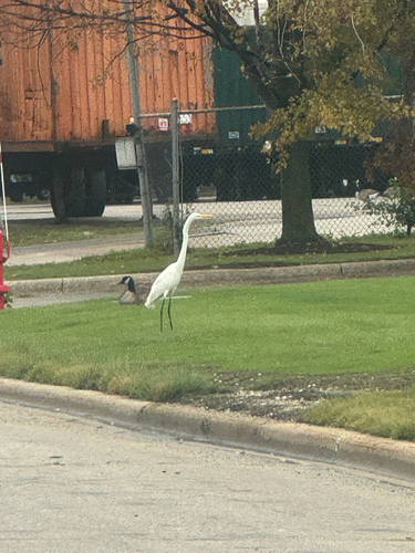 Great Egret