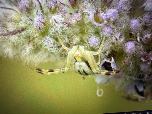 Goldenrod Crab Spider