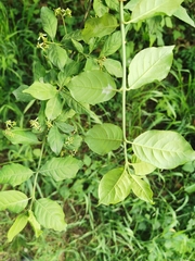 Euonymus europaeus