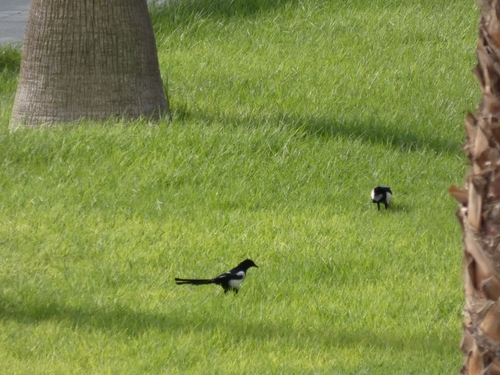 Eurasian Magpie