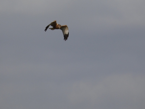 Western Marsh Harrier