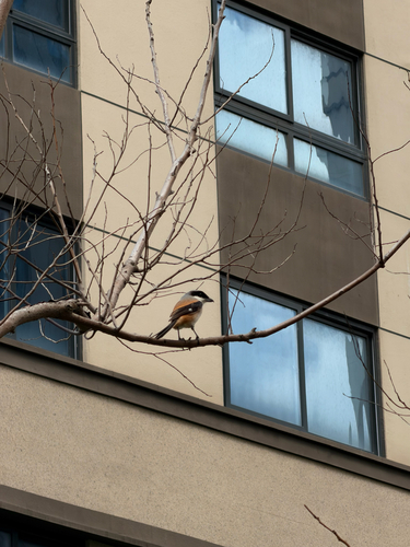 Long-tailed Shrike