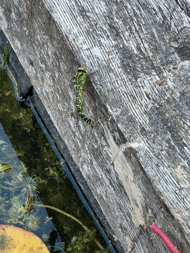 Southern Hawker