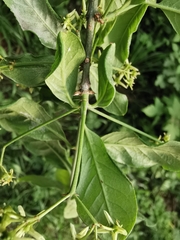 Euonymus europaeus