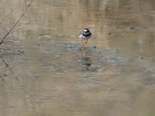 Common Ringed Plover