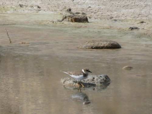 Little Ringed Plover