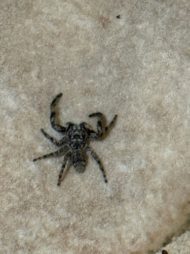 Tan Jumping Spider