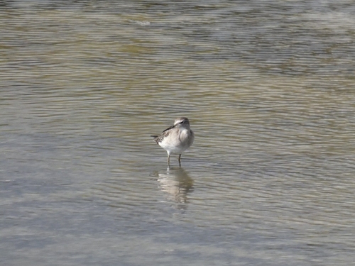 Wood Sandpiper