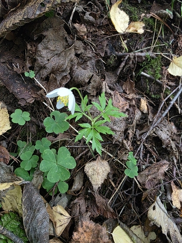 wood anemone