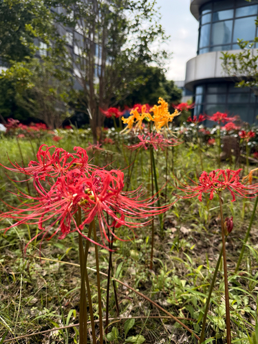 red spider lily