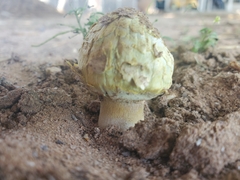 Agaricus deserticola