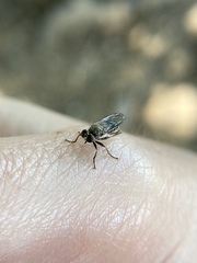 Atomosia melanopogon