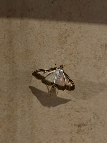 Box Tree Moth