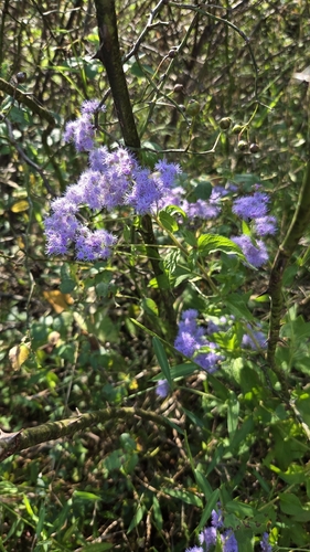 blue mistflower