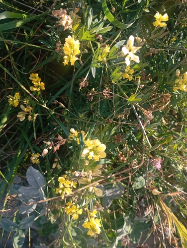 sickle alfalfa