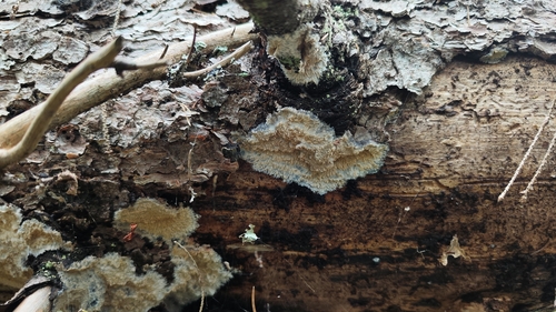 Phlebia centrifuga