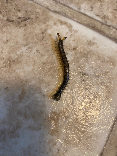 Eastern Bark Centipede