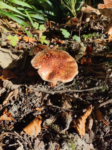 Fly Agaric