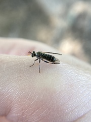 Atomosia melanopogon