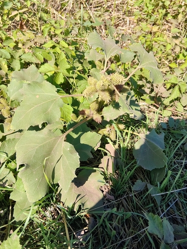 common cocklebur