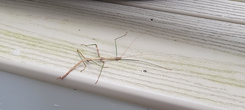 Northern Walkingstick