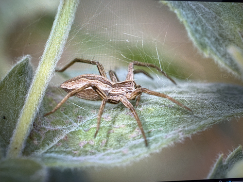 European Nursery Web spider