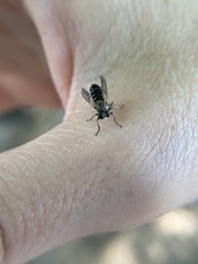 Atomosia melanopogon