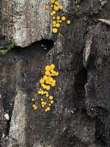Yellow Fairy Cups