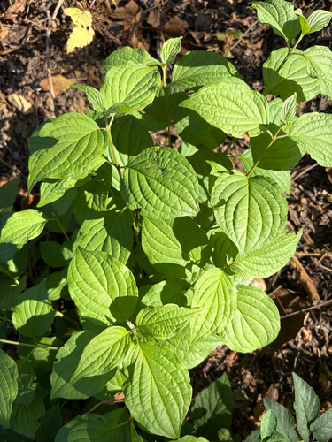 common dogwood