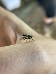 Atomosia melanopogon